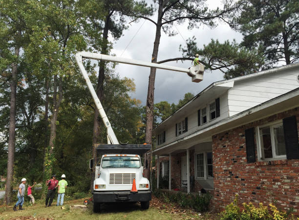 Best Tree Mulching  in Marlow Heights, MD