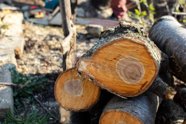 How Our Tree Care Process Works  in  Marlow Heights, MD
