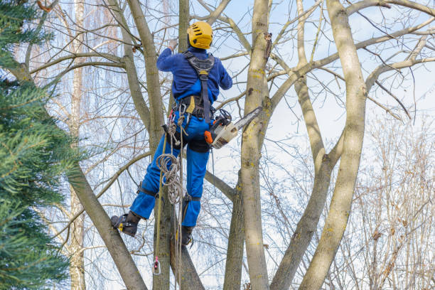 Best Tree Removal  in Marlow Heights, MD