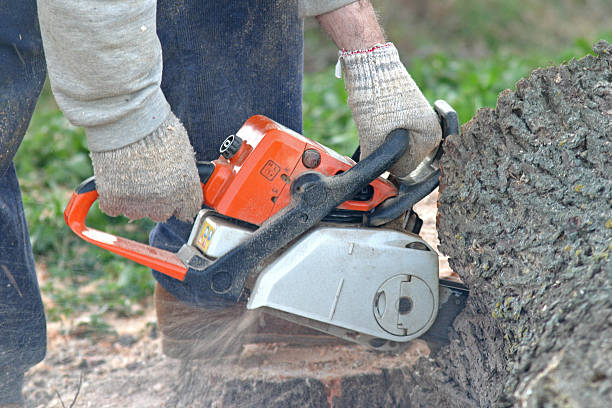 Best Arborist Consultation Services  in Marlow Heights, MD