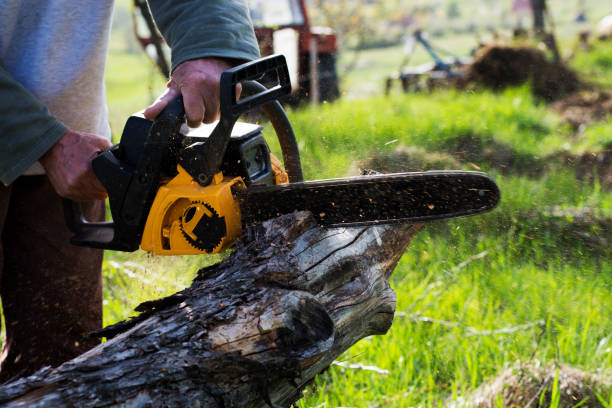 Reliable Marlow Heights, MD Tree Care Solutions