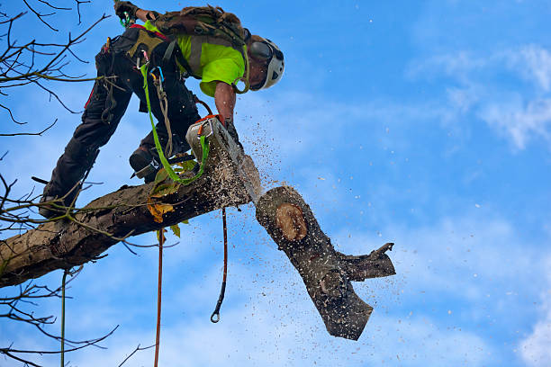 Best Hazardous Tree Removal  in Marlow Heights, MD