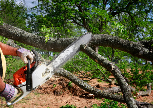 Best Tree Maintenance Programs  in Marlow Heights, MD