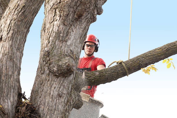Best Stump Grinding and Removal  in Marlow Heights, MD
